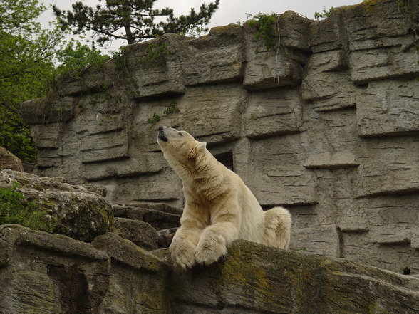 Fabelhafte Tierwelt Schönbrunn - 