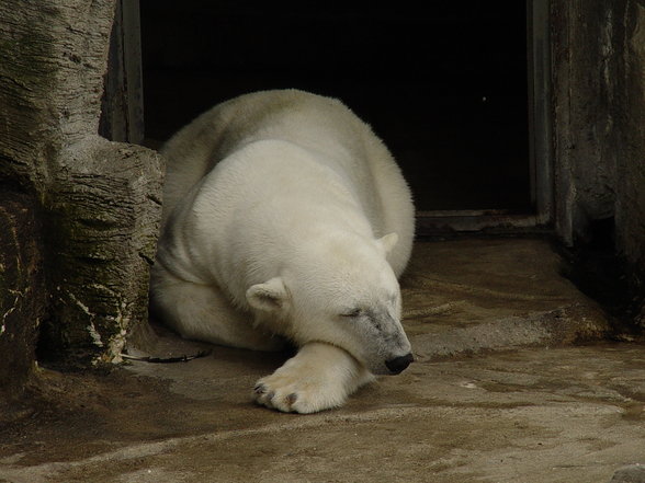 Fabelhafte Tierwelt Schönbrunn - 