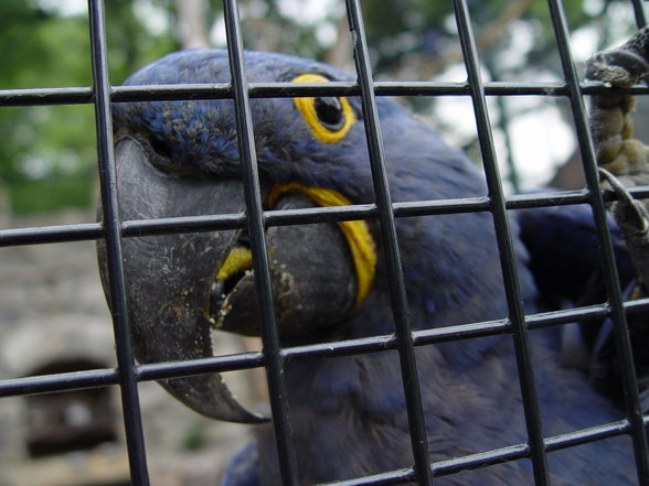 Fabelhafte Tierwelt Schönbrunn - 