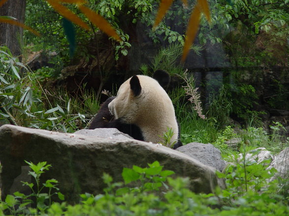 Fabelhafte Tierwelt Schönbrunn - 