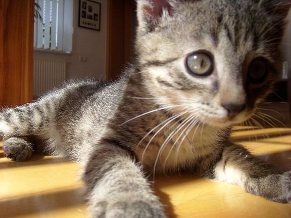 Unsre Katze Lola - 