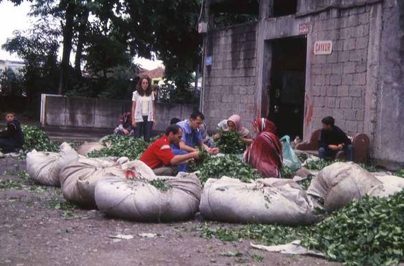 yayla - 