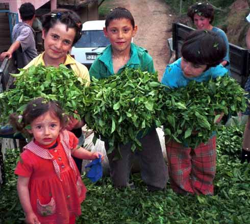 yayla - 