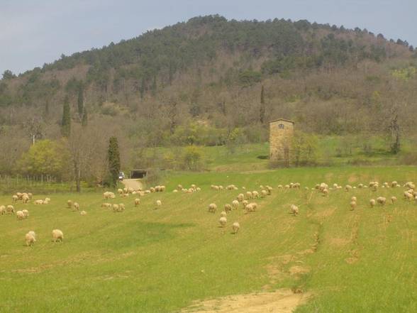 ~~~TUSCANY-2006~~~ - 