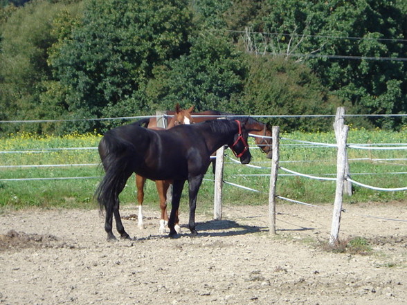 Div. Fotos vom Reitstall in Stegersbach - 