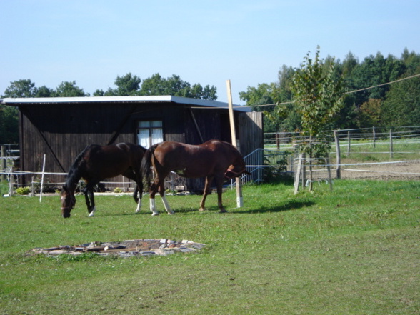 Div. Fotos vom Reitstall in Stegersbach - 