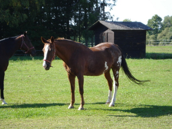 Div. Fotos vom Reitstall in Stegersbach - 