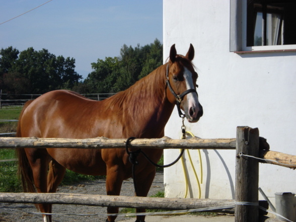 Div. Fotos vom Reitstall in Stegersbach - 