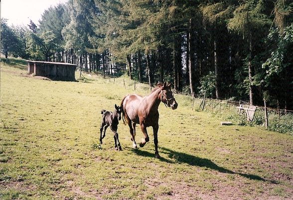 Spikes Familie - 