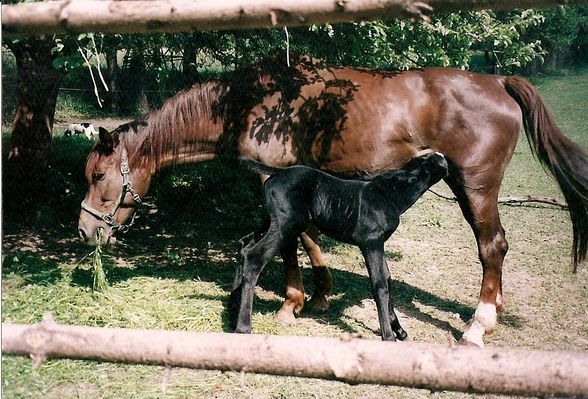 Spikes Familie - 