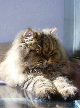 Gismo & Honey - 