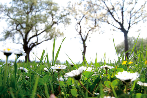 FRüHLING vor der Haustür - 