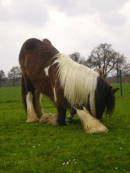 Ausreiten ist jo ssoooooo schön!!! - 