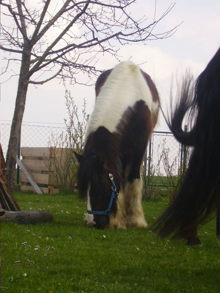 Ausreiten ist jo ssoooooo schön!!! - 