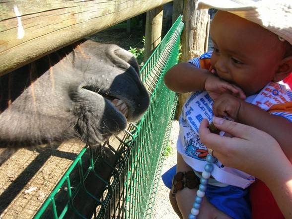 Tierparkausflug mit Tante Mely u.Oma - 