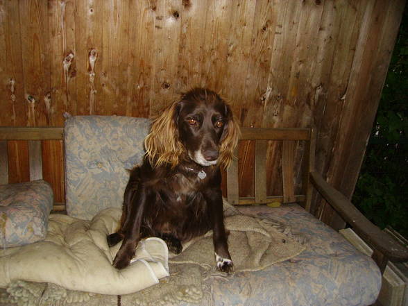 MY DOG AND MY HAMSTER - 