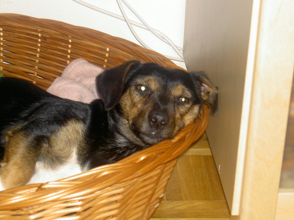 Mein Hund Lilly - 