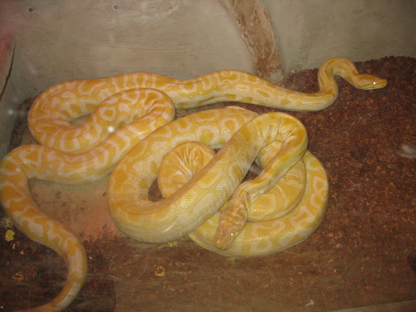 albino tiger pythons - 