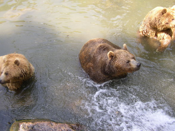 Tierpark Haag - 