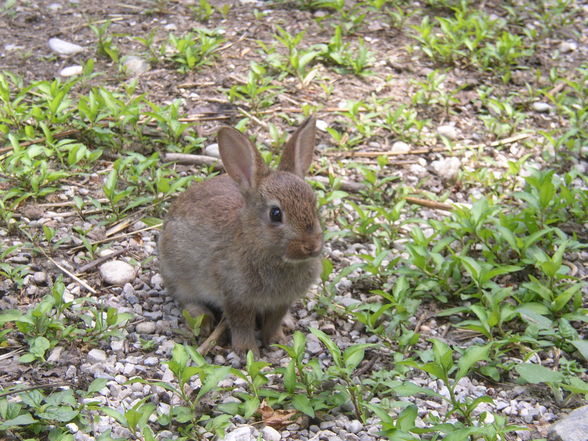 Tierpark Haag - 