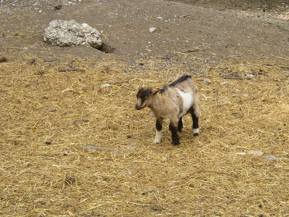 Tierpark Haag - 