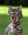 cat surprised - 