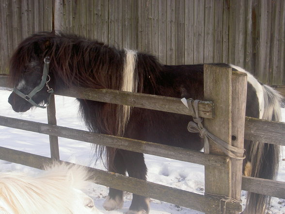 Mein Pony - 