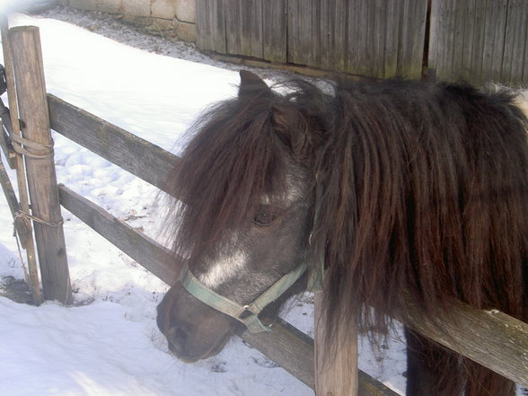 Mein Pony - 