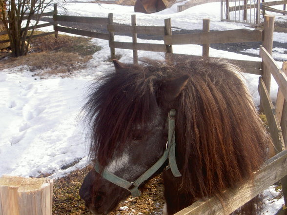 Mein Pony - 