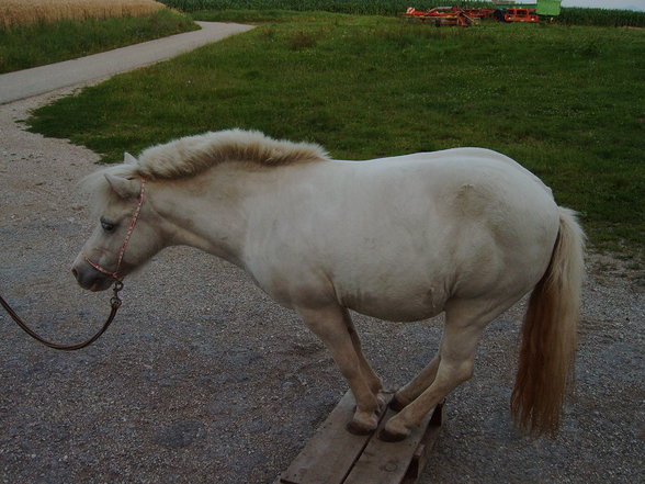 Mein Pony - 