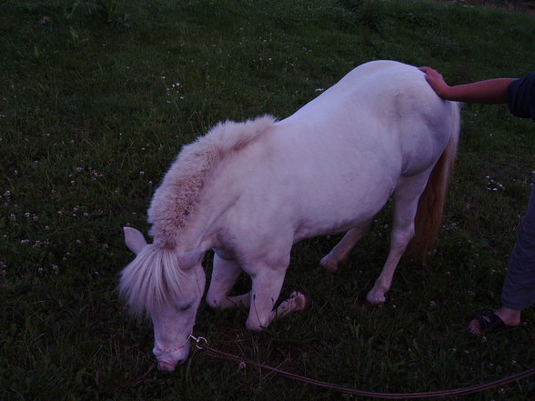 Mein Pony - 