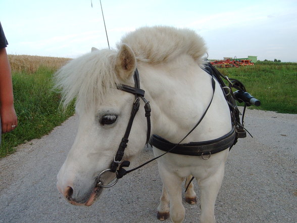 Mein Pony - 