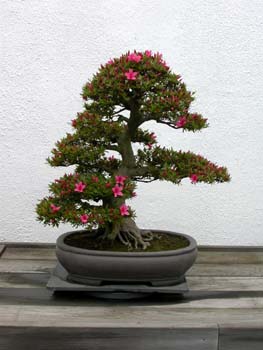 Bonsai - 