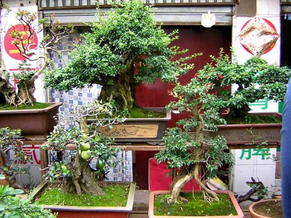 Bonsai - 