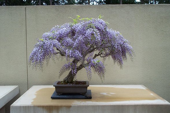 Bonsai - 