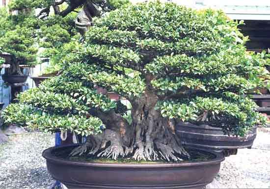 Bonsai - 