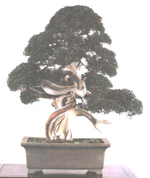 Bonsai - 