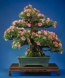 Bonsai - 