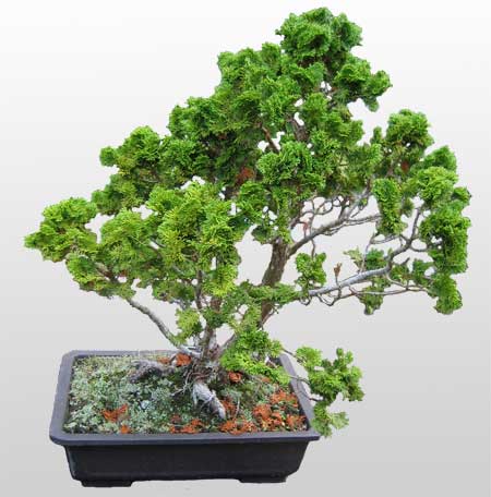 Bonsai - 