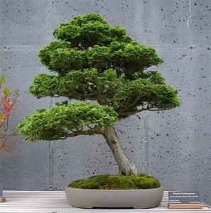 Bonsai - 