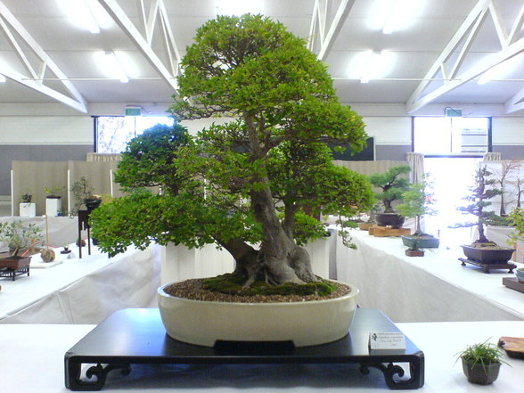 Bonsai - 