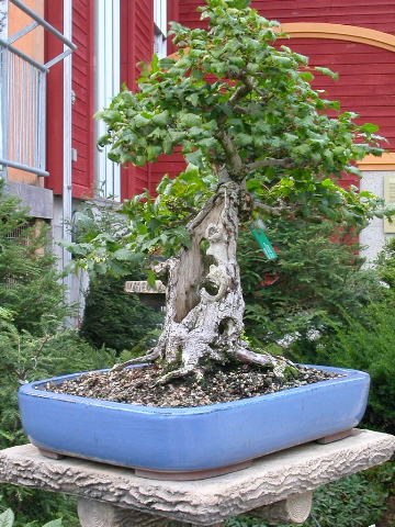 Bonsai - 