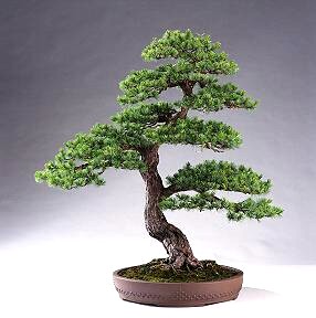 Bonsai - 