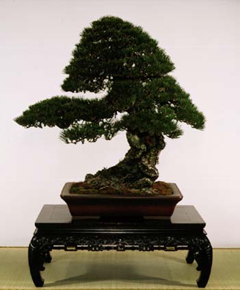 Bonsai - 