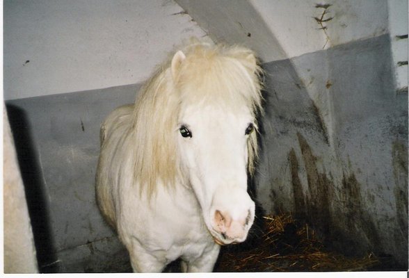 Mein Pony - 