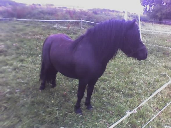 Mein Pony - 