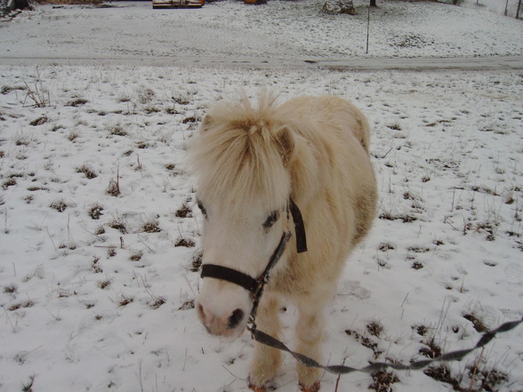 Mein Pony - 