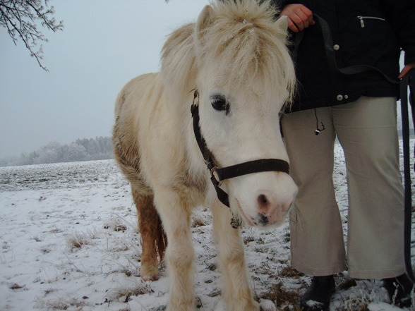 Mein Pony - 