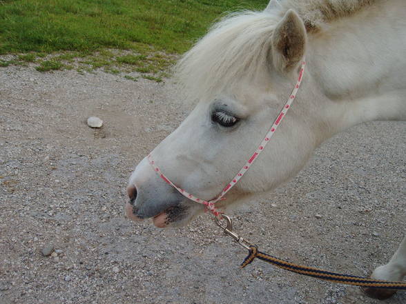 Mein Pony - 