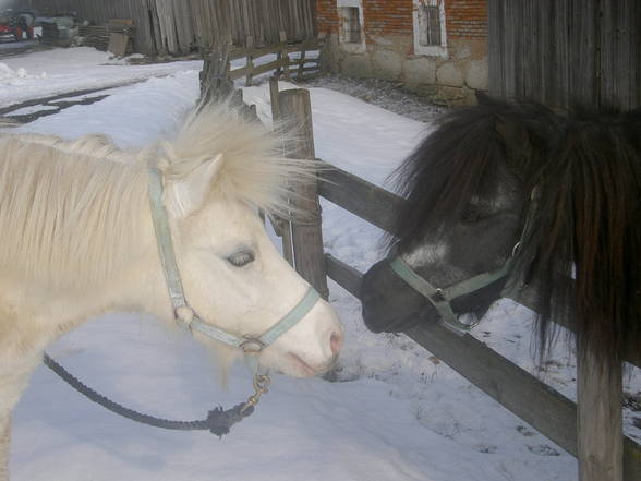 Mein Pony - 